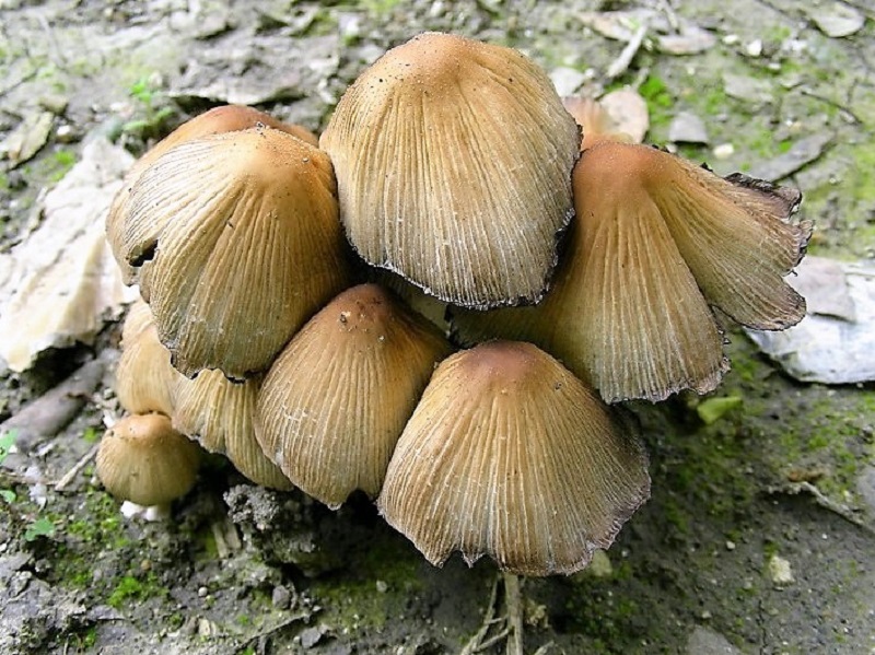148 Da determinare bosco aghifoglia e latifoglia 70 m s.l.m